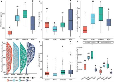 Nitrate and ammonium, the yin and yang of nitrogen uptake: a time-course transcriptomic study in rice